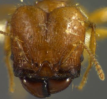 Media type: image;   Entomology 34334 Aspect: head frontal view